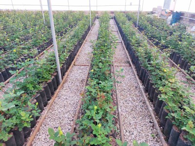 Կոդ K-0203   Վաճառվում է ՋԵՐՄՈՑԱՅԻՆ ՏՆՏԵՍՈՒԹՅՈՒՆ