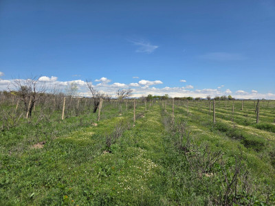 Code KA-1727 – Land for sale