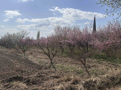 Code KS-9502. A plot of land is for sale.