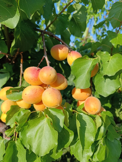 Code KS-0340 Land for sale