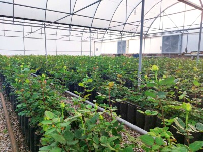 Կոդ KA-0306  Վաճառվում է ՋԵՐՄՈՑԱՅԻՆ ՏՆՏԵՍՈՒԹՅՈՒՆ