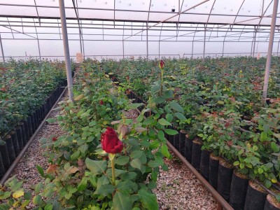 Կոդ KA-0306  Վաճառվում է ՋԵՐՄՈՑԱՅԻՆ ՏՆՏԵՍՈՒԹՅՈՒՆ