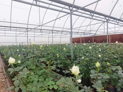 Կոդ KA-0306  Վաճառվում է ՋԵՐՄՈՑԱՅԻՆ ՏՆՏԵՍՈՒԹՅՈՒՆ