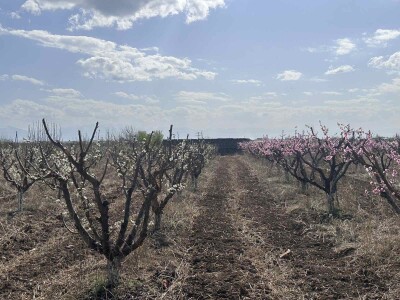 Code KS-9502. A plot of land is for sale.