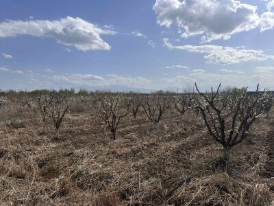 Code KS-9502. A plot of land is for sale.