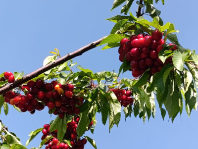 Կոդ KS-0340  Վաճառվում է հողատարածք