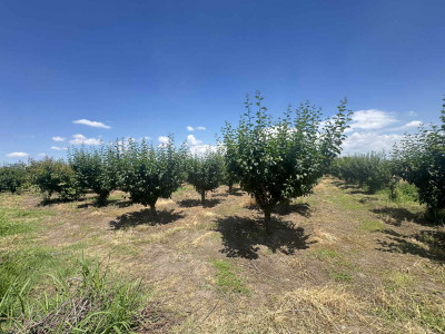 Կոդ KS-4663 Վաճառվում է հողատարածք